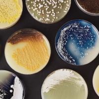 Synthetic biology